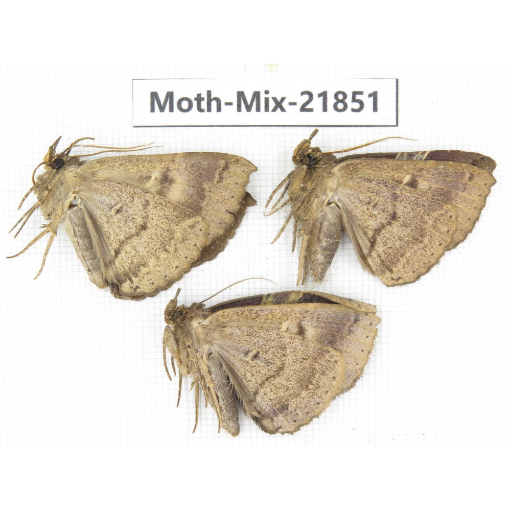 Moths sp. China, Guizhou, Qiandongnan, Rongjiang county, Jihua town. 3Pcs. Moth-Mix-21851.