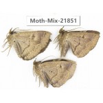 Moths sp. China, Guizhou, Qiandongnan, Rongjiang county, Jihua town. 3Pcs. Moth-Mix-21851.