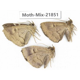 Moths sp. China, Guizhou, Qiandongnan, Rongjiang county, Jihua town. 3Pcs. Moth-Mix-21851.