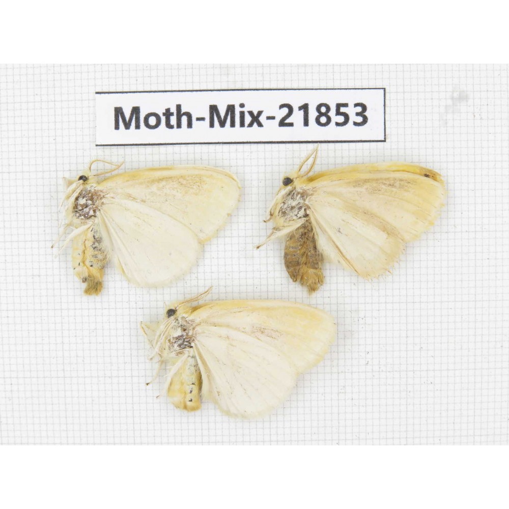 Moths sp. China, Guizhou, Qiandongnan, Rongjiang county, Jihua town. 3Pcs. Moth-Mix-21853.
