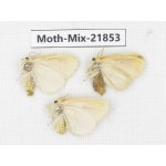 Moths sp. China, Guizhou, Qiandongnan, Rongjiang county, Jihua town. 3Pcs. Moth-Mix-21853.