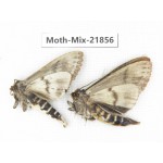 Moths sp. China, Guizhou, Qiandongnan, Rongjiang county, Jihua town. 2Pcs. Moth-Mix-21856.