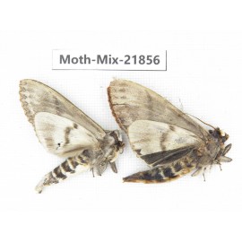 Moths sp. China, Guizhou, Qiandongnan, Rongjiang county, Jihua town. 2Pcs. Moth-Mix-21856.