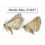 Moths sp. China, Guizhou, Qiandongnan, Rongjiang county, Jihua town. 2Pcs. Moth-Mix-21857.