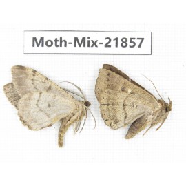Moths sp. China, Guizhou, Qiandongnan, Rongjiang county, Jihua town. 2Pcs. Moth-Mix-21857.
