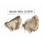Moths sp. China, Guizhou, Qiandongnan, Rongjiang county, Jihua town. 2Pcs. Moth-Mix-21859.