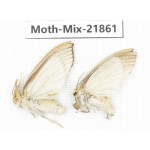 Moths sp. China, Guizhou, Qiandongnan, Rongjiang county, Jihua town. 2Pcs. Moth-Mix-21861.