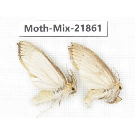 Moths sp. China, Guizhou, Qiandongnan, Rongjiang county, Jihua town. 2Pcs. Moth-Mix-21861.