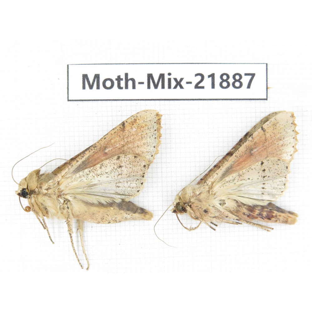 Moths sp. China, Guizhou, Qiandongnan, Rongjiang county, Jihua town. 2Pcs. Moth-Mix-21887.