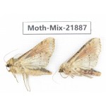 Moths sp. China, Guizhou, Qiandongnan, Rongjiang county, Jihua town. 2Pcs. Moth-Mix-21887.