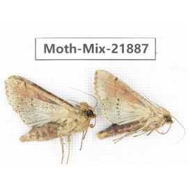 Moths sp. China, Guizhou, Qiandongnan, Rongjiang county, Jihua town. 2Pcs. Moth-Mix-21887.