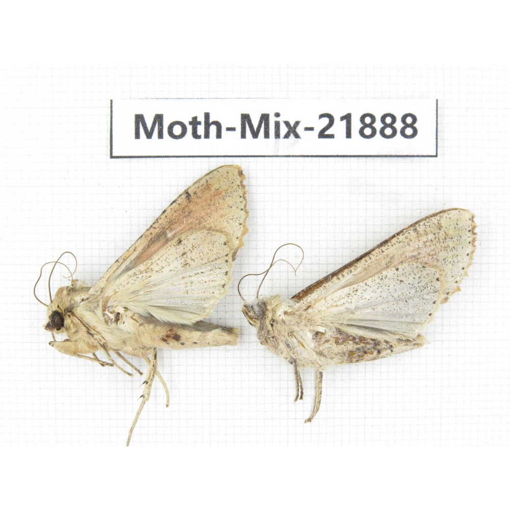 Moths sp. China, Guizhou, Qiandongnan, Rongjiang county, Jihua town. 2Pcs. Moth-Mix-21888.