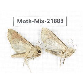 Moths sp. China, Guizhou, Qiandongnan, Rongjiang county, Jihua town. 2Pcs. Moth-Mix-21888.