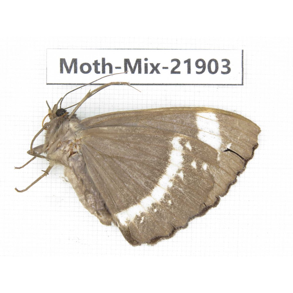 Moths sp. China, Guizhou, Qiandongnan, Rongjiang county, Jihua town. 1Pcs. Moth-Mix-21903.