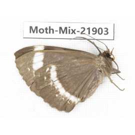 Moths sp. China, Guizhou, Qiandongnan, Rongjiang county, Jihua town. 1Pcs. Moth-Mix-21903.