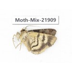 Moths sp. China, Guizhou, Qiandongnan, Rongjiang county, Jihua town. 1Pcs. Moth-Mix-21909.