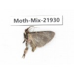 Moths sp. China, Guizhou, Qiandongnan, Rongjiang county, Jihua town. 1Pcs. Moth-Mix-21930.