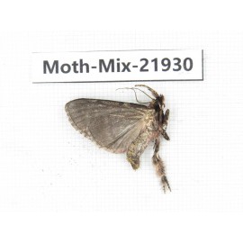 Moths sp. China, Guizhou, Qiandongnan, Rongjiang county, Jihua town. 1Pcs. Moth-Mix-21930.