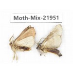 Moths sp. China, Guizhou, Qiandongnan, Rongjiang county, Jihua town. 2Pcs. Moth-Mix-21951.