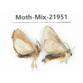 Moths sp. China, Guizhou, Qiandongnan, Rongjiang county, Jihua town. 2Pcs. Moth-Mix-21951.