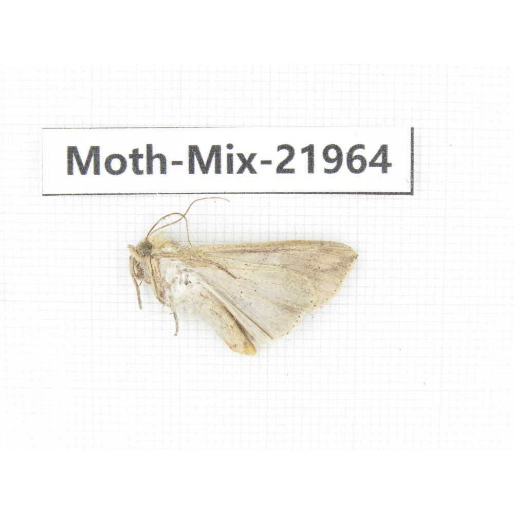 Moths sp. China, Guizhou, Qiandongnan, Rongjiang county, Jihua town. 1Pcs. Moth-Mix-21964.