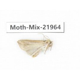 Moths sp. China, Guizhou, Qiandongnan, Rongjiang county, Jihua town. 1Pcs. Moth-Mix-21964.