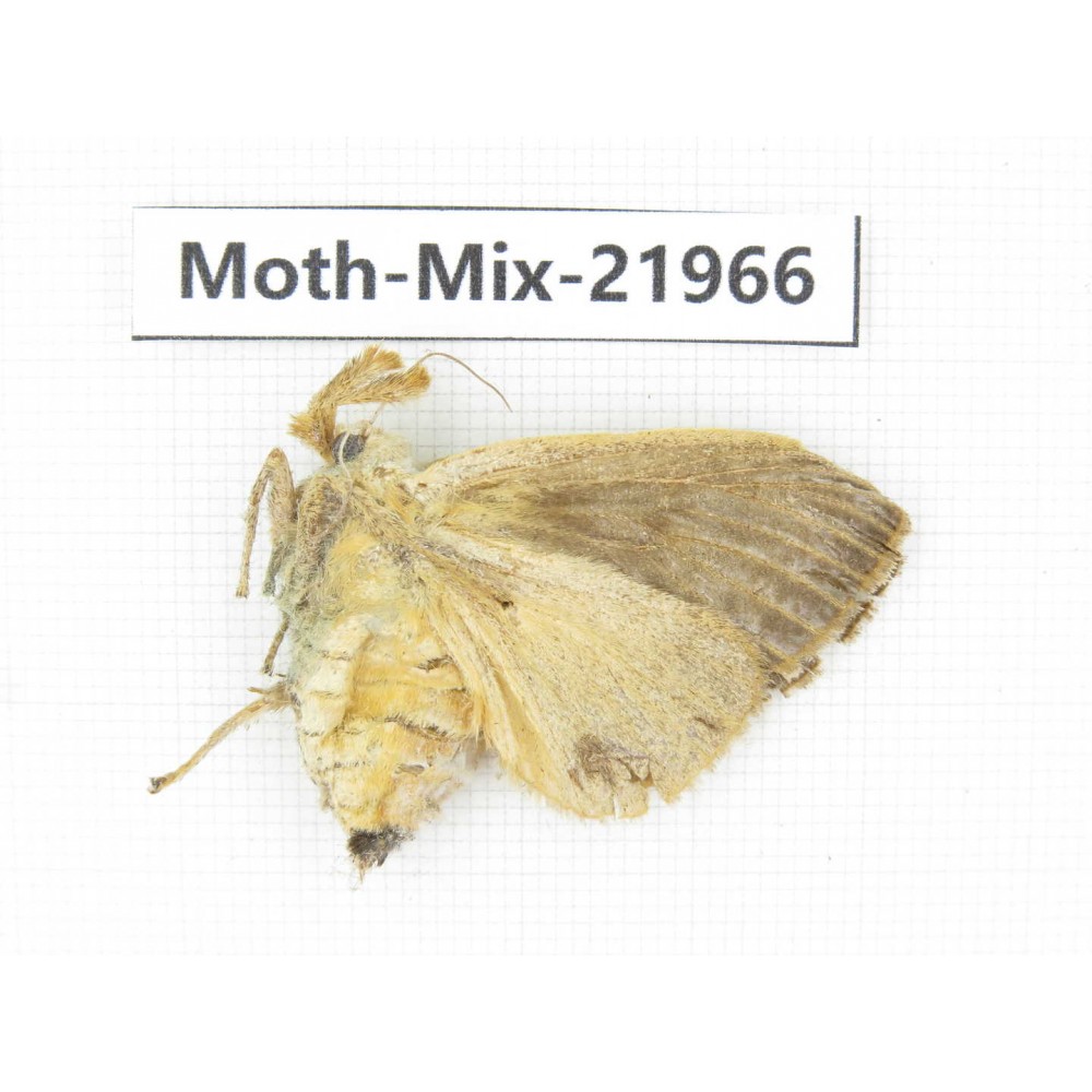 Moths sp. China, Guizhou, Qiandongnan, Rongjiang county, Jihua town. 1Pcs. Moth-Mix-21966.