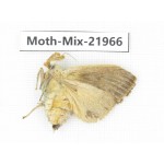 Moths sp. China, Guizhou, Qiandongnan, Rongjiang county, Jihua town. 1Pcs. Moth-Mix-21966.