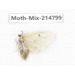 Moths sp. China, Guizhou, Qiandongnan, Rongjiang county.1Pcs. Moth-Mix-214799.