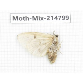 Moths sp. China, Guizhou, Qiandongnan, Rongjiang county.1Pcs. Moth-Mix-214799.