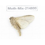 Moths sp. China, Guizhou, Qiandongnan, Rongjiang county.1Pcs. Moth-Mix-214800.