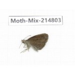 Moths sp. China, Guizhou, Qiandongnan, Rongjiang county.1Pcs. Moth-Mix-214803.