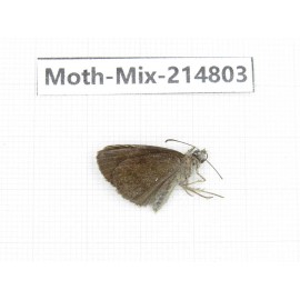 Moths sp. China, Guizhou, Qiandongnan, Rongjiang county.1Pcs. Moth-Mix-214803.