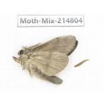 Moths sp. China, Guizhou, Qiandongnan, Rongjiang county.1Pcs. Moth-Mix-214804.