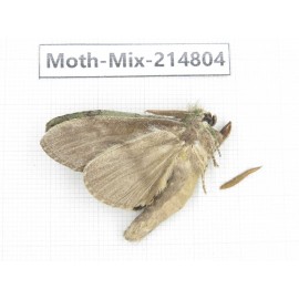 Moths sp. China, Guizhou, Qiandongnan, Rongjiang county.1Pcs. Moth-Mix-214804.