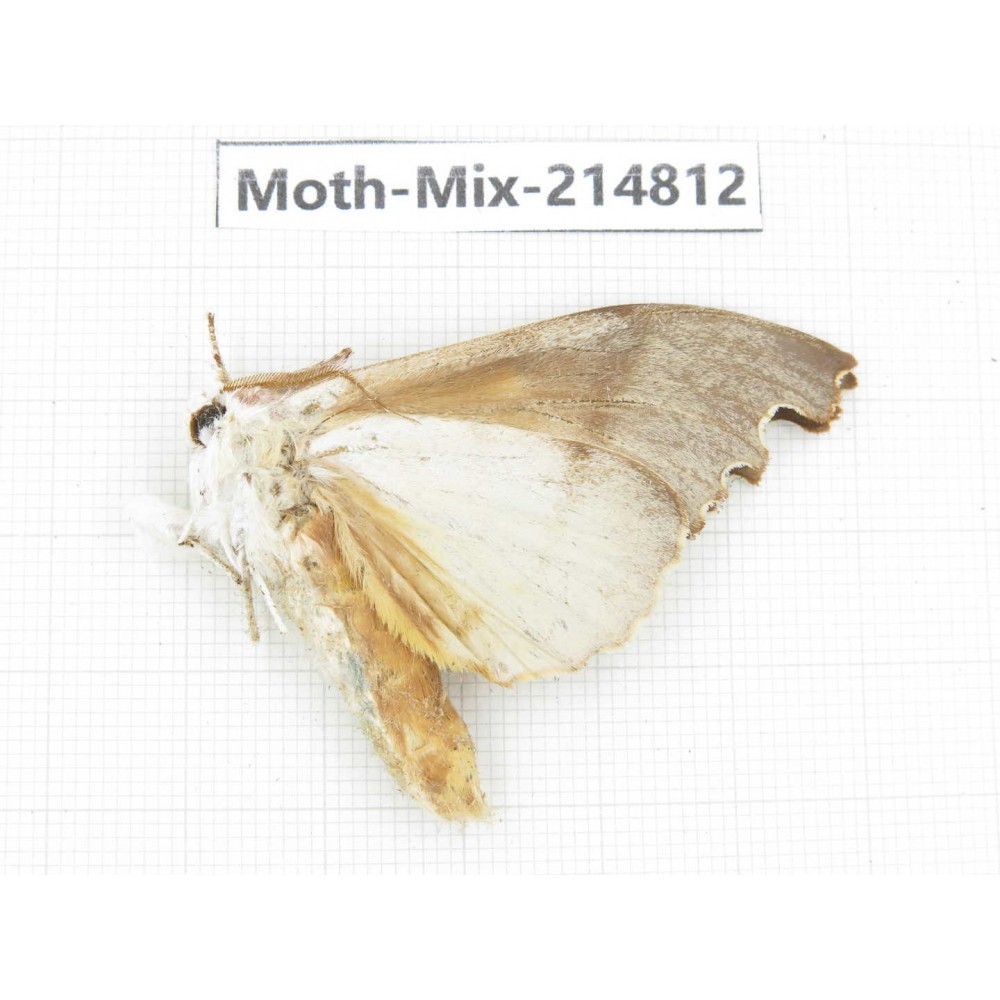 Moths sp. China, Guizhou, Qiandongnan, Rongjiang county.1Pcs. Moth-Mix-214812.
