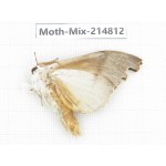Moths sp. China, Guizhou, Qiandongnan, Rongjiang county.1Pcs. Moth-Mix-214812.