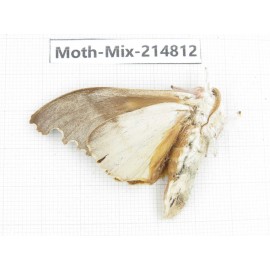 Moths sp. China, Guizhou, Qiandongnan, Rongjiang county.1Pcs. Moth-Mix-214812.