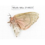 Moths sp. China, Guizhou, Qiandongnan, Rongjiang county.1Pcs. Moth-Mix-214822.