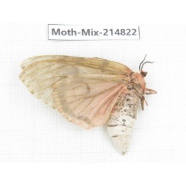 Moths sp. China, Guizhou, Qiandongnan, Rongjiang county.1Pcs. Moth-Mix-214822.