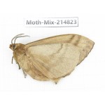 Moths sp. China, Guizhou, Qiandongnan, Rongjiang county.1Pcs. Moth-Mix-214823.