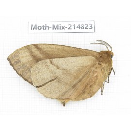 Moths sp. China, Guizhou, Qiandongnan, Rongjiang county.1Pcs. Moth-Mix-214823.