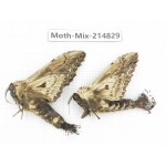 Moths sp. China, Guizhou, Qiandongnan, Rongjiang county.2Pcs. Moth-Mix-214829.