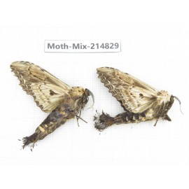 Moths sp. China, Guizhou, Qiandongnan, Rongjiang county.2Pcs. Moth-Mix-214829.
