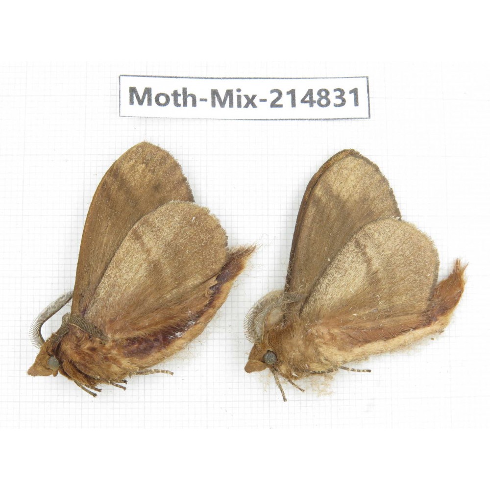 Moths sp. China, Guizhou, Qiandongnan, Rongjiang county.2Pcs. Moth-Mix-214831.