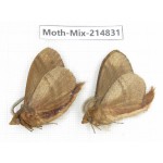 Moths sp. China, Guizhou, Qiandongnan, Rongjiang county.2Pcs. Moth-Mix-214831.