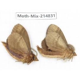 Moths sp. China, Guizhou, Qiandongnan, Rongjiang county.2Pcs. Moth-Mix-214831.