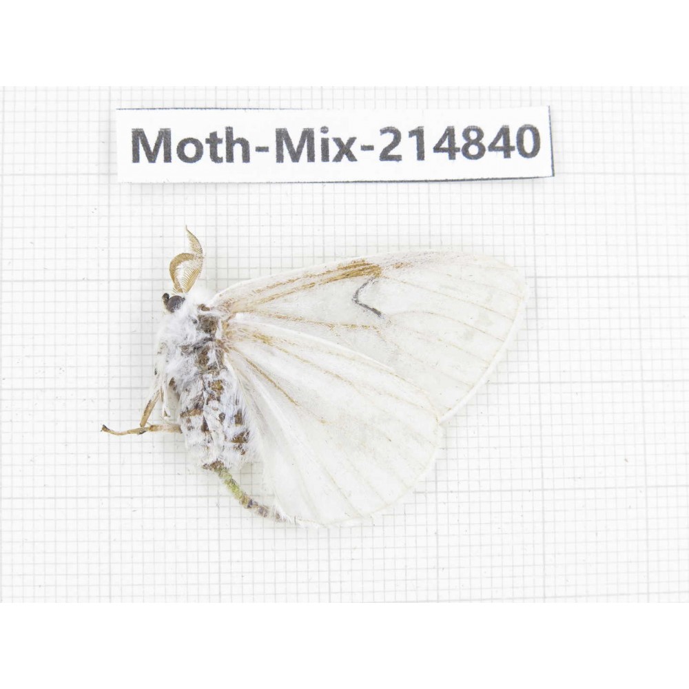 Moths sp. China, Guizhou, Qiandongnan, Rongjiang county.1Pcs. Moth-Mix-214840.