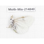 Moths sp. China, Guizhou, Qiandongnan, Rongjiang county.1Pcs. Moth-Mix-214840.