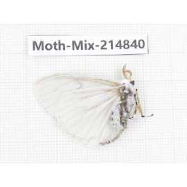 Moths sp. China, Guizhou, Qiandongnan, Rongjiang county.1Pcs. Moth-Mix-214840.
